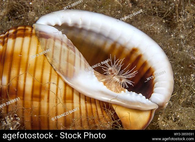 Sea anemone (Calliactis parasitica) usually associated with hermit crabs, here on a Mediterranean Bonnet shell (Semicassis granulata), Ponza island, Italy