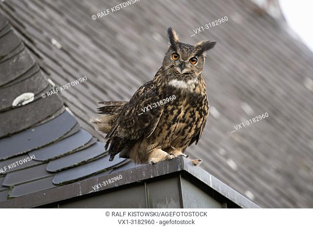 Eurasian Eagle Owl ( Bubo bubo ) adult male, sitting, perched, courting on top of a roof, old church, curious, looks funny, wildlife, Europe