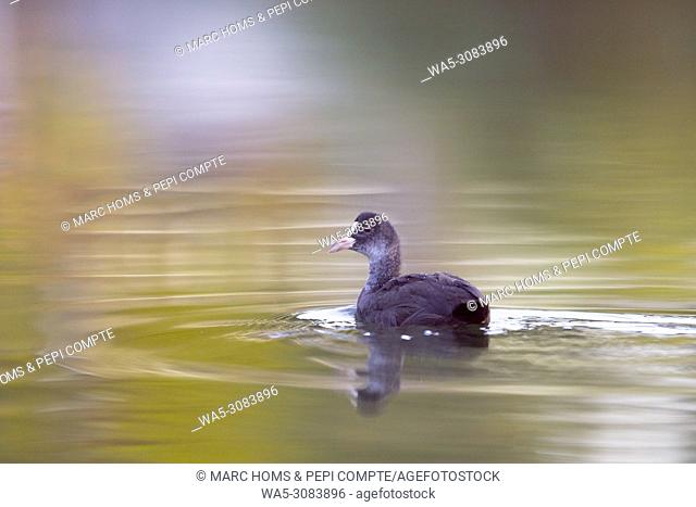 Eurasian Coot into the river reflections at the mouth of the river Fluvià, Catalonia Spain
