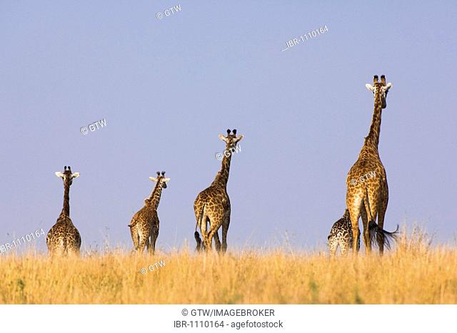 Masai Giraffes (Giraffa camelopardalis) in the savannah, Masai Mara National Park, Kenya, East Africa