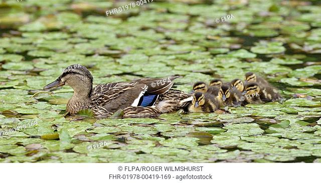 Mallard Anas platyrhynchos adult female, swimming with day old ducklings, closely bunched behind, West Sussex, England