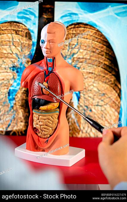 Anatomical mannequin for teaching human organs