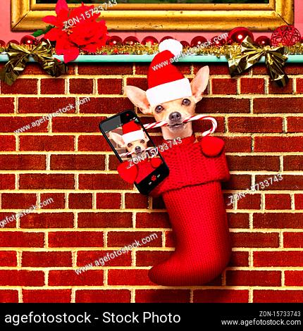 chihuahua dog inside xmas stockings or socks, for christmas holidays hanging at the wall of chimney , taking a selfie wit smartphone
