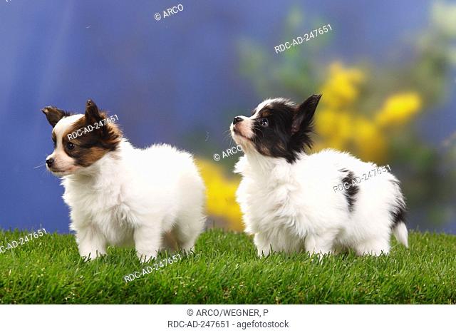 Papillons puppies 7 weeks Continental Toy Spaniel Butterfly Dog