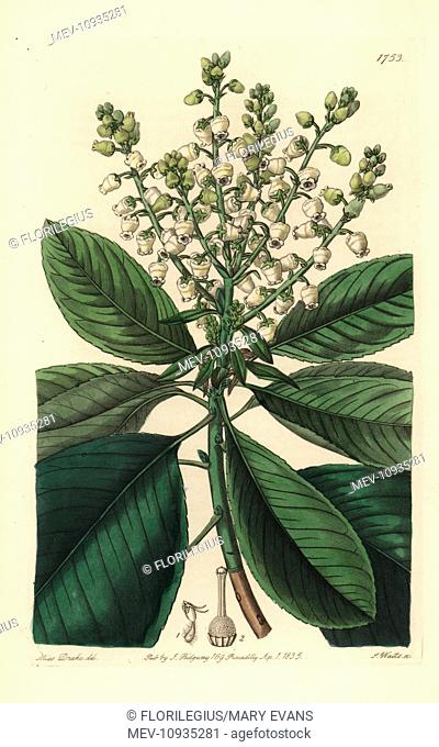 Tall arbutus or strawberry tree, Arbutus menziesii. Handcolored copperplate engraving after a botanical illustration from Sydenham Edwards' The Botanical...