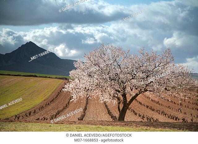 Almond tree in blossom, Biosfera reserve, Jubera valley, Rioja wine region, Spain