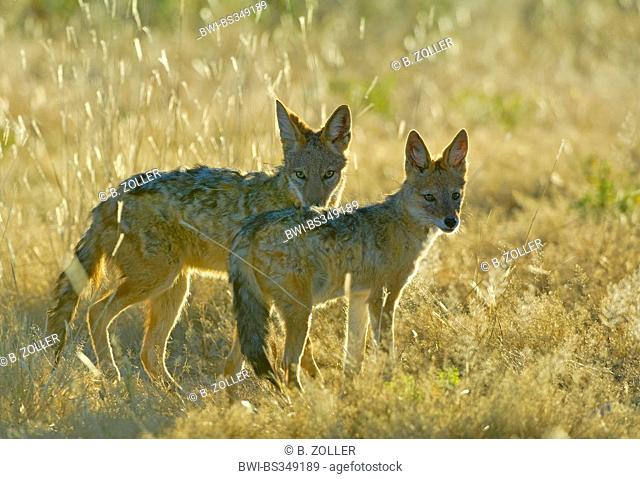 black-backed jackal (Canis mesomelas), juveniles in backlight, Namibia, Etosha National Park