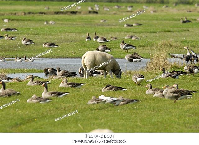 Grey Lag-Goose Anser anser - Lage land van Texel, Waal en Burg, ‘t Blok, Texel, Wadden islands, North Holland, The Netherlands, Holland, Europe
