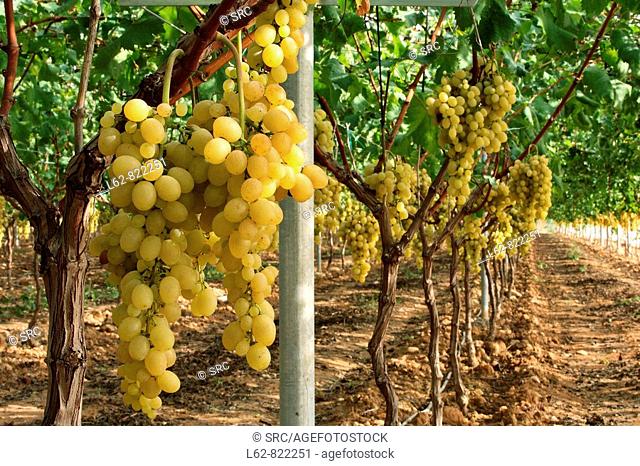 Grapes, Vinalopo, Aspe, Alicante province, Comunidad Valenciana, Spain