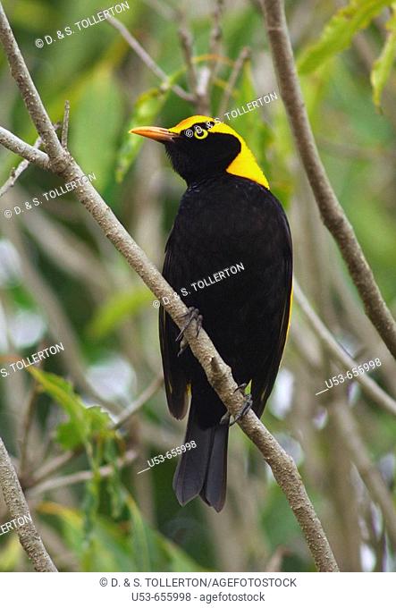Regent Bowerbird, Sericulus chrysocephalus, male, perched on a branch