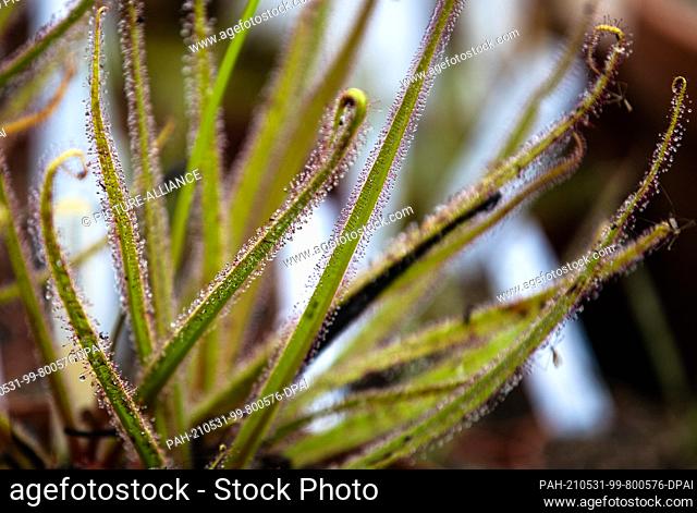 27 May 2021, Baden-Wuerttemberg, Ludwigsburg: A carnivorous plant of the species ""Drosera Regia"", also called royal sundew, grows in a greenhouse