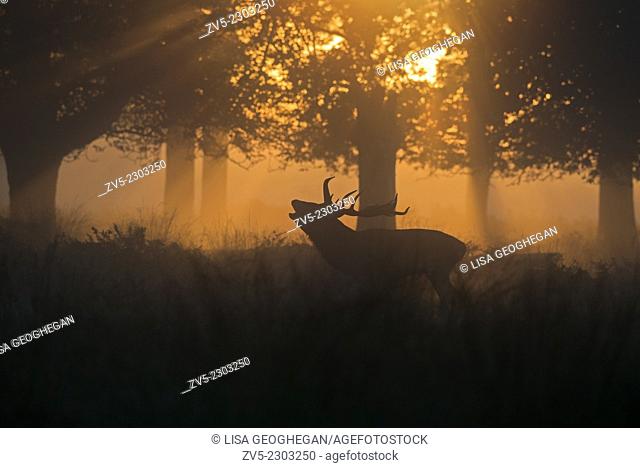 Male Red Deer (Stag)- Cervus elaphus, bellowing at sunrise during the rutting season. Uk