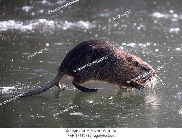 A coypu, a type of large rodent, crosses a thin layer of ice which has formed on the Nidda, a small river in the north of Frankfurt am Main, Germany