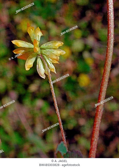 least hop clover, lesser trefoil, lesser yellow trefoil, small hop clover, suckling clover, shamrock (Trifolium dubium), inflorescence, Germany