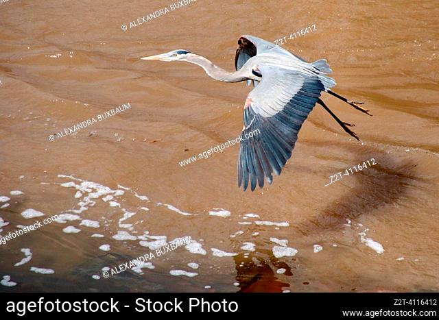 Great blue heron along the Salt River, Mesa, Arizona