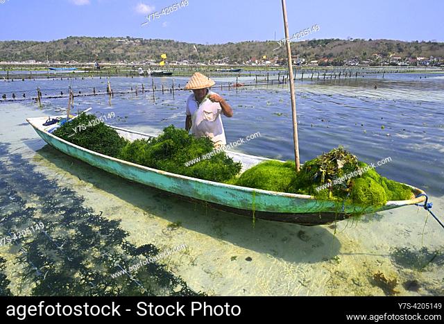 Seaweed cultivation at Nusa Lembongan on the island of Bali, Indonesia, Asia