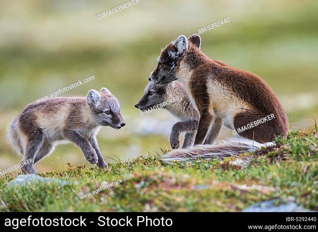 Arctic fox (Vulpes lagopus), female and young, Finnmark, Norway, Europe
