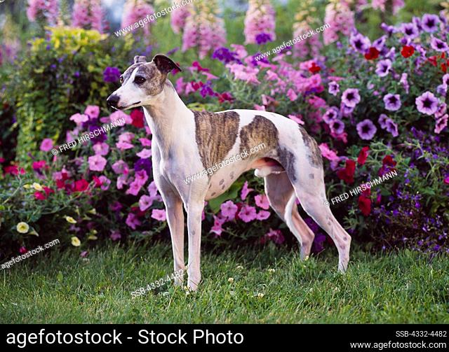 Whippet, AKC, 2 1/2-year-old 'Solo' owned by Nancy Schramm of Wasilla, Alaska and photographed in Palmer, Alaska.  (PR)