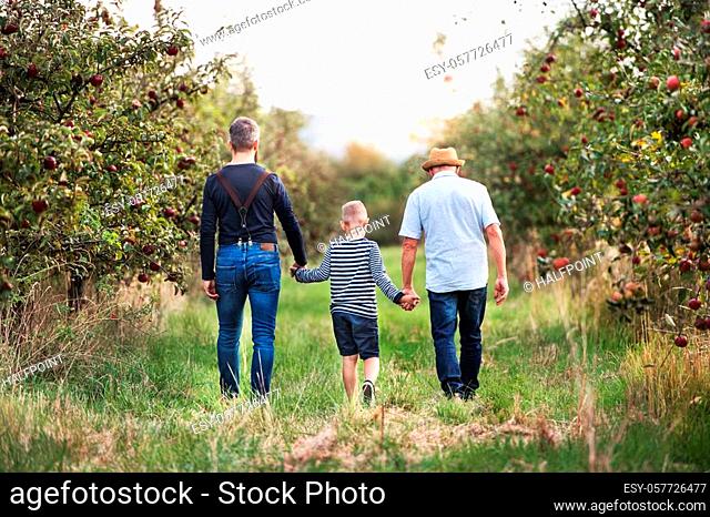A rear view of small boy with father and senior grandfather walking in apple orchard in autumn, holding hands