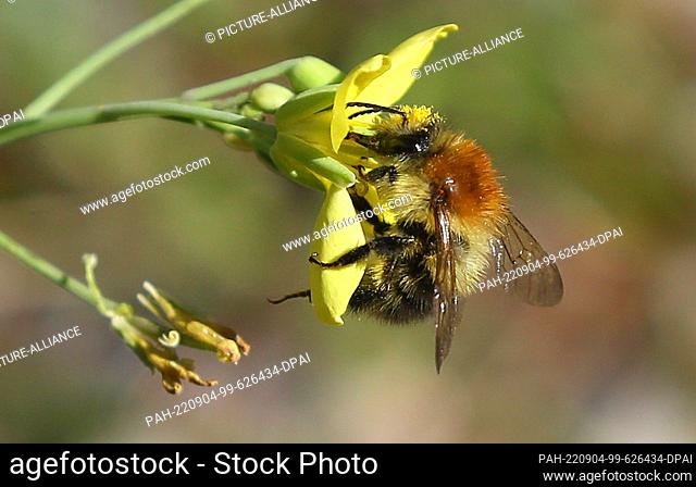 04 September 2022, Berlin: A wild bee, here a tree bumblebee, collects nectar on the blossom of a rocket plant in bright sunshine and temperatures around 24...