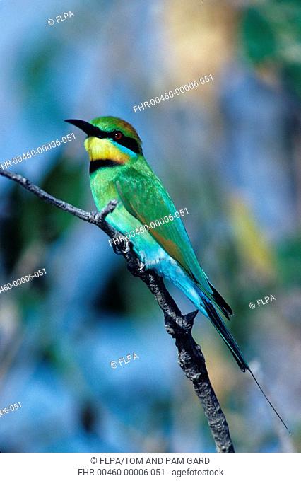 Rainbow Bee Eater Merops ornatus Perched on branch close-up / Australia