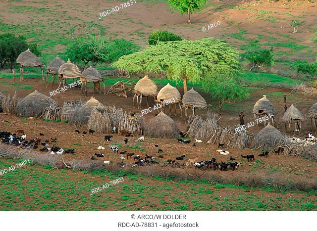Toposa village with thornbush enclosure Nyanyagachor Sudan
