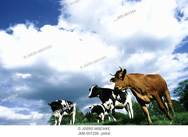 Cows in the meadow, blue sky and white clouds