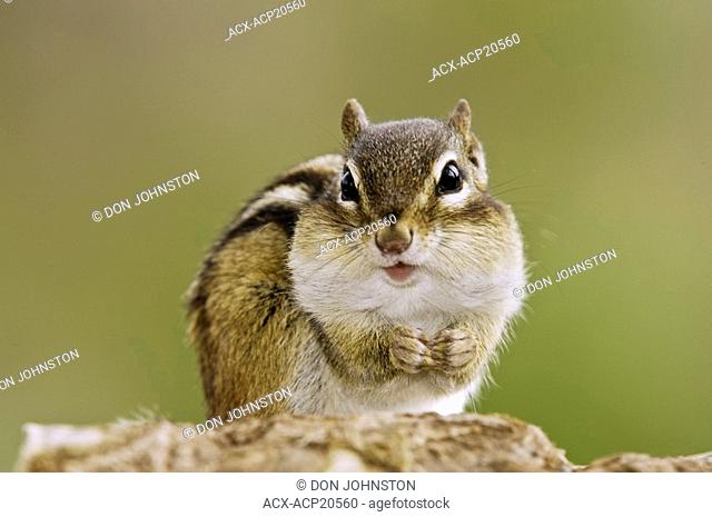 Eastern chipmunk Tamias striatus filling cheek pouches with seeds, Lively, Ontario, Canada