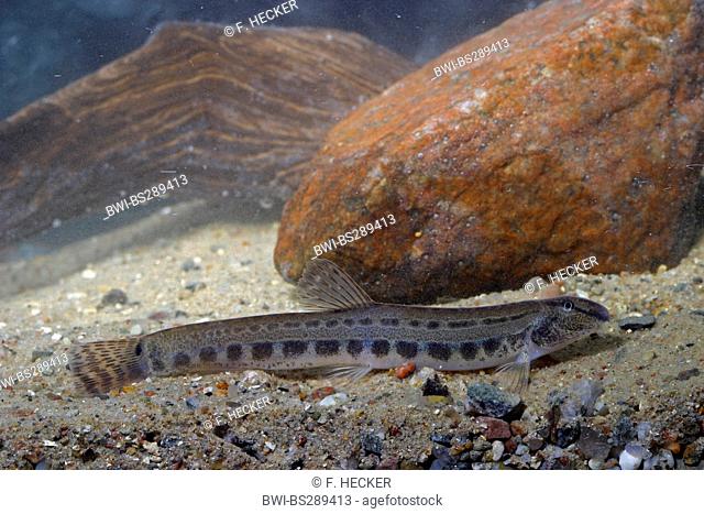 spined loach, spotted weatherfish (Cobitis taenia), Germany