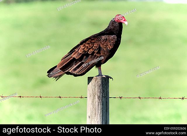 A turkey vulture sits on a fence post
