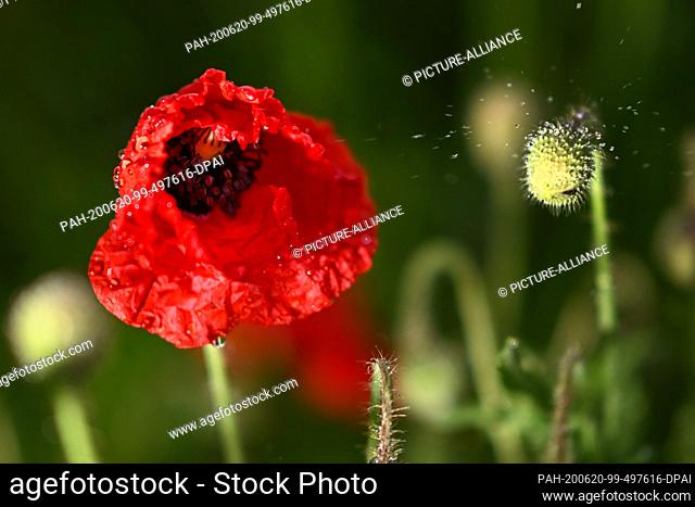 20 June 2020, Baden-Wuerttemberg, Tettnang: Raindrops fall on poppies at the roadside. It has been raining in the Bodenseekreis since the early morning hours