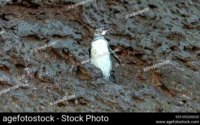 a galapagos penguin flaps its wings on isla bartolome in the galalagos islands, ecuador