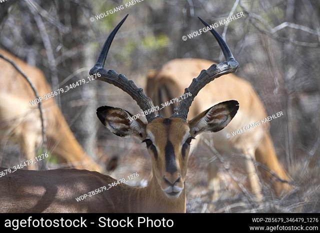 A male Black faced impala (Aepyceros melampus petersi) in the Ongava Game Reserve, south of the Etosha National Park in northwestern Namibia