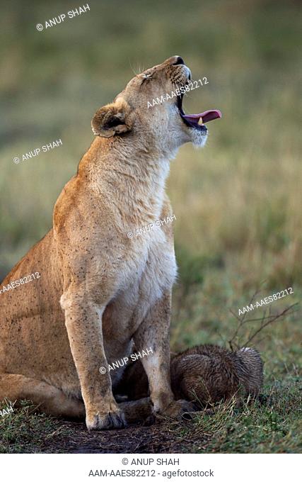 Lioness with cub aged 3-6 months yawning (Panthera leo). Maasai Mara National Reserve, Kenya. Sep 2010