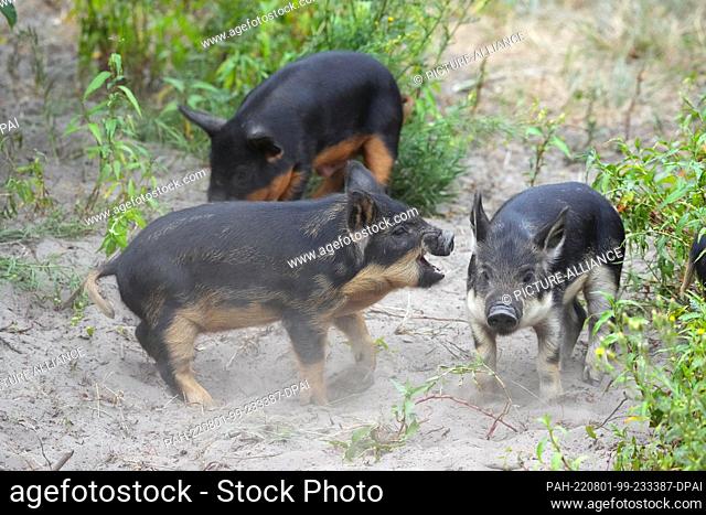 01 August 2022, Brandenburg, Schorfheide/Ot Groß Schönebeck: Three barely three-week-old Mangalitsa woolly pigs scuffle in the sand at Schorfheide Wildlife Park