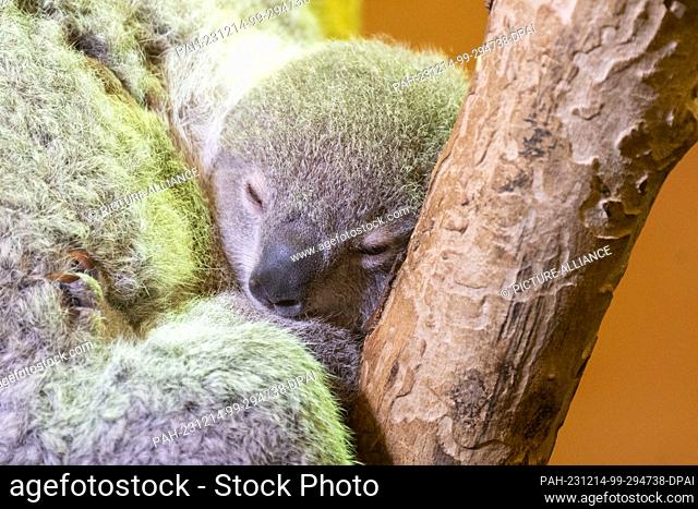 14 December 2023, Saxony, Dresden: A cub in the pouch of female koala Eerin in her enclosure at Dresden Zoo. The first koala cub was born at Dresden Zoo on...