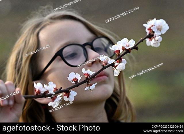 A girl smelling apricot blossoms in an orchard in Breclav, Czech Republic, on March 23, 2023. (CTK Photo/Vaclav Salek)