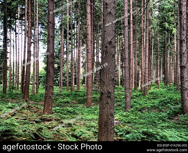 Pine forest with ferns on the ground. Montgobert, Hauts-de-France, France