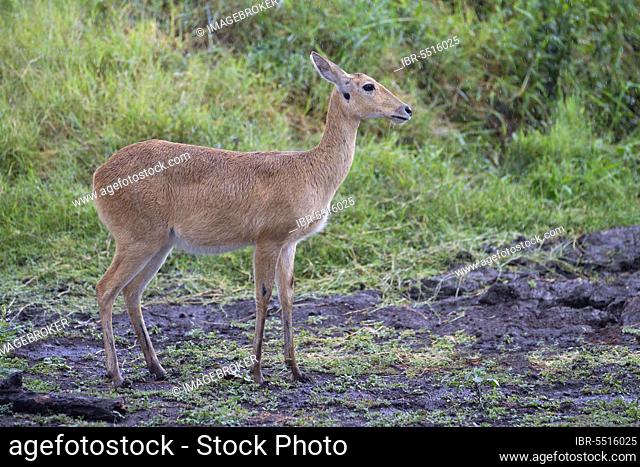 Bohor reedbuck (Redunca redunca), Reedbuck, Isabella antelope, Common Reedbuck, Reedbuck, Isabella antelope, Ungulates, Even-toed ungulates, Mammals, Animals
