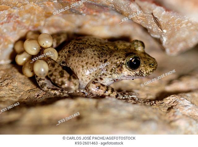 Majorcan midwife toad (Alytes muletensis), Serra de Tramuntana, Majorca, Balearic Islands, Spain