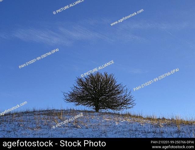 30 January 2021, Brandenburg, Mallnow: A little snow lies on the slopes at the edge of the Oderbruch, a region in the east of the state of Brandenburg