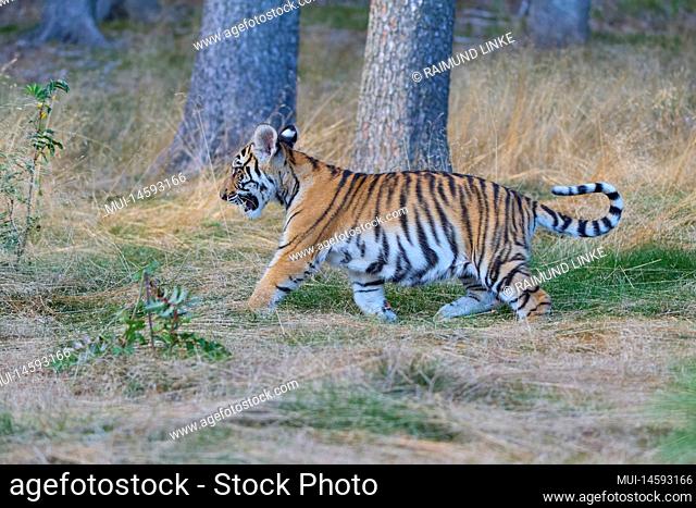 Siberian tiger (Panthera tigris altaica), young running in forest