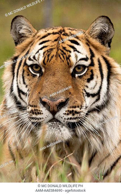 Siberian Tiger (Panthera tigris altaica) staring across field. Captive situation