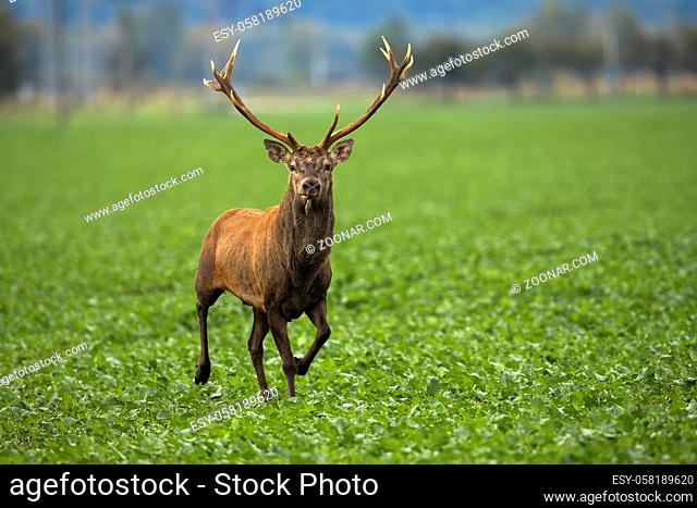 Alert red deer, cervus elaphus, stag approaching on green agricultural field from front view. Wild animal running and looking into camera with copy space