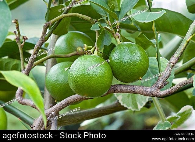 Bergamot, Citrus bergamia, Hybrid of Citrus limetta and Citrus aurantium growing outdoor
