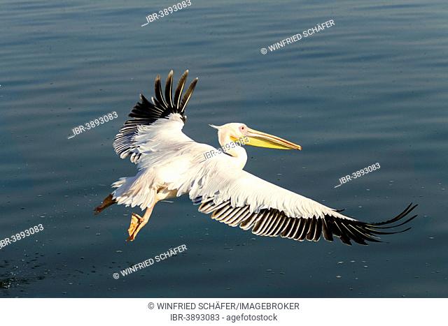 Great White Pelican (Pelecanus onocrotalus), city of Walvis Bay, Erongo Region, Namibia