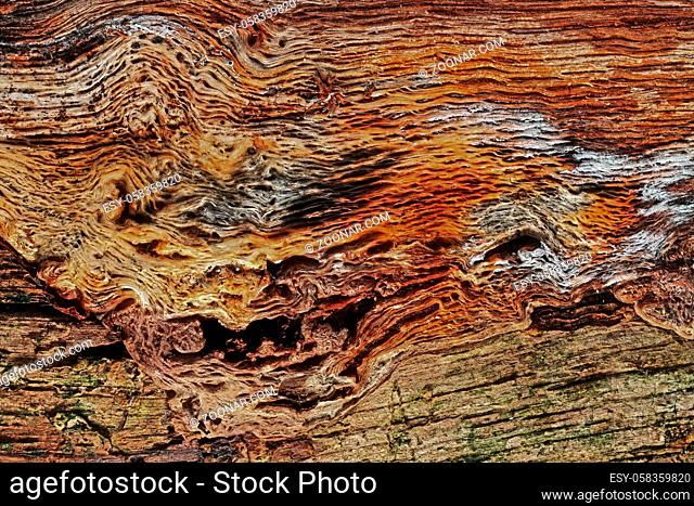 Oberfläche eines abgestorbenen Baumstammes, Surface of a dead tree trunk