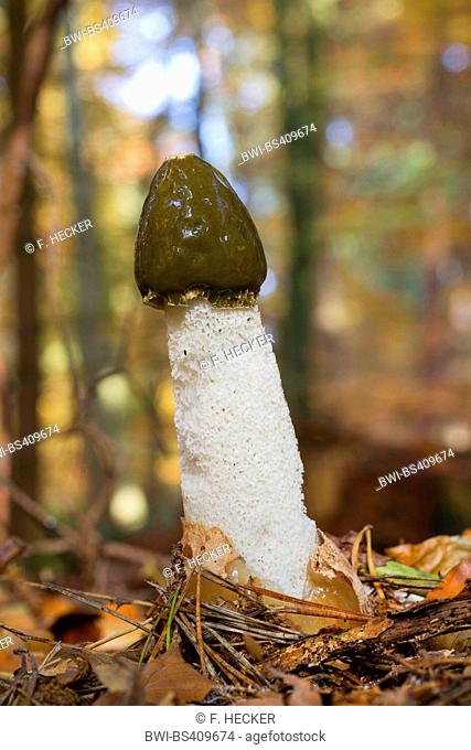 stinkhorn (Phallus impudicus), fruiting body on forest floor, Germany