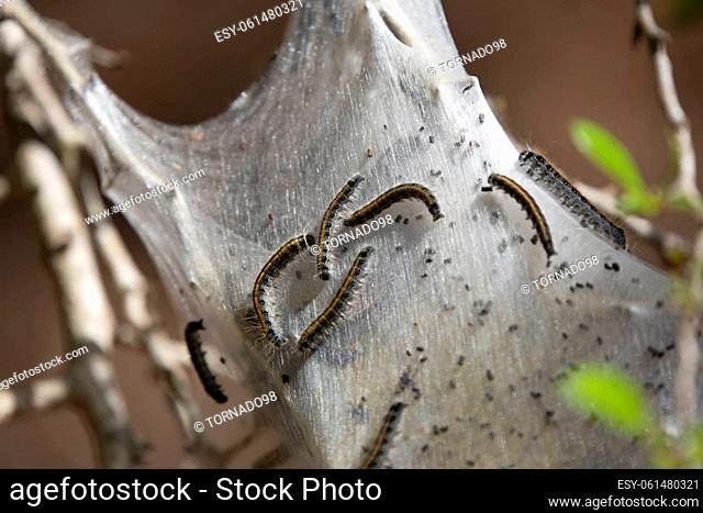 Eastern tent caterpillars (Malacosoma americanum) crawling along the outside of a cocoon