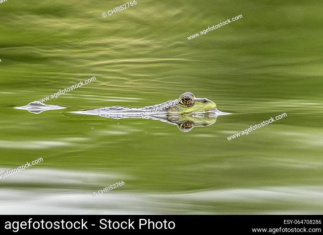 Marsh frog (Pelophylax ridibundus) in a lake